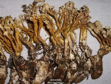 金蟬功效|金蟬花的功效與作用有哪些 什麼人不能吃